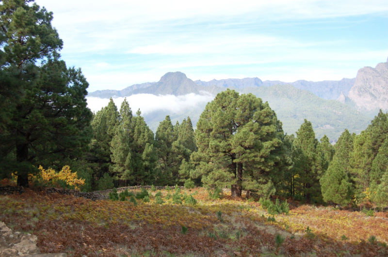 Pilzwald auf der Kanarischen Insel La Palma