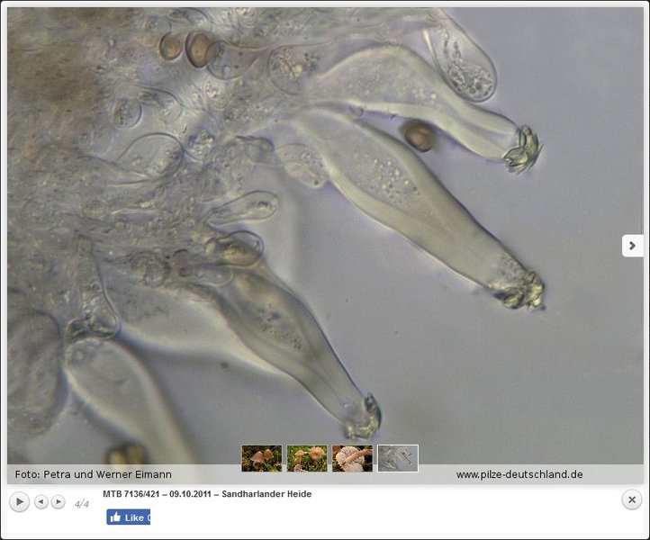 Ein Foto der Kategorie „Mikromerkmale“ mit Kristallschopfzystiden des Braungebuckelten Risspilzes