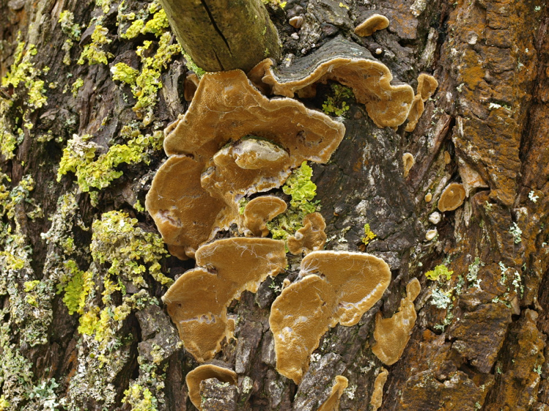 Muschelförmiger Feuerschwamm (Phellinus conchatus) an Silberweide (Salix alba)