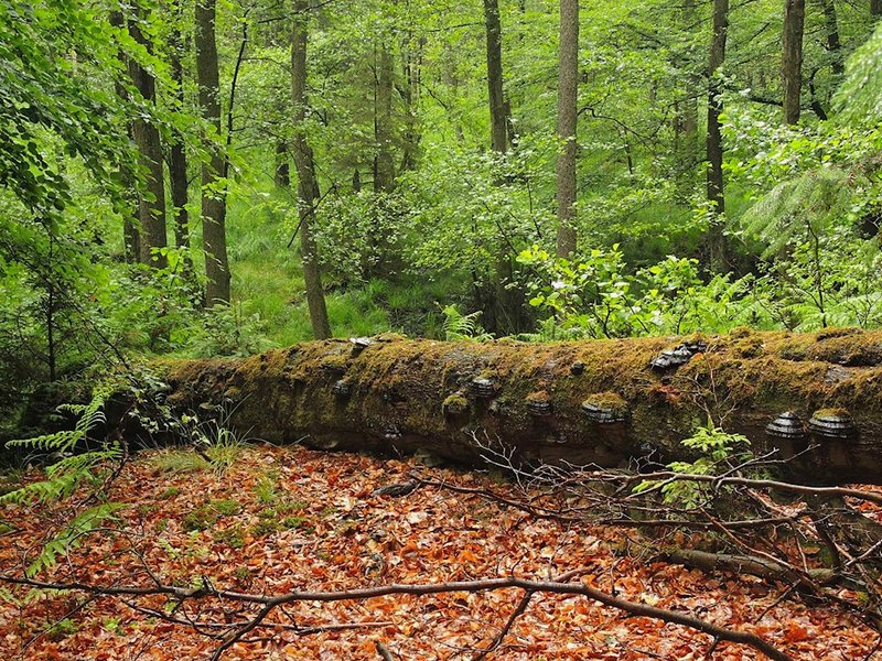 Tote Bäume, wie diese umgestürzte Buche, sind wertvolle Habitate für holzabbauende Pilze, beispielsweise den Zunderschwamm (Fomes fomentarius).