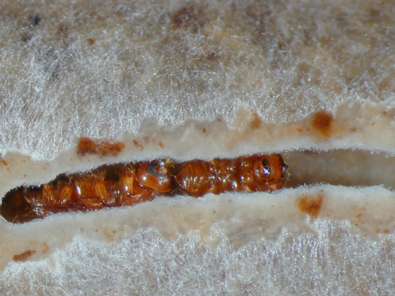 Ein Weibchen (links) des Zuckerrohr-Ambrosiakäfers frisst an der mit Nahrungspilzen bewachsenen Tunnelwand eines künstlichen Nests.