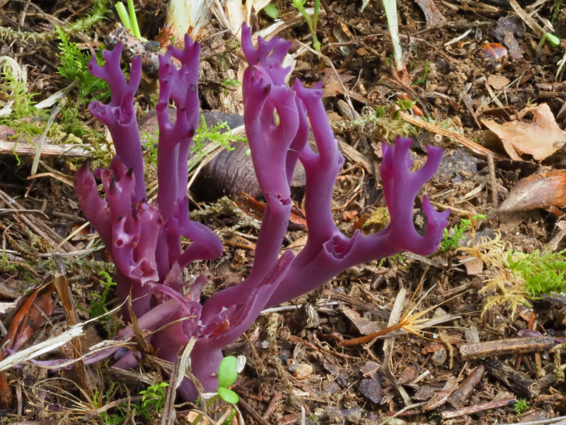 DgfM-Pilz-des-Jahres-2025-03.jpg