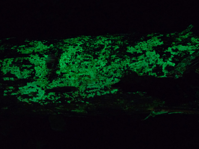 Auch das Myzel von R. phyllostachydis ist luminescent.