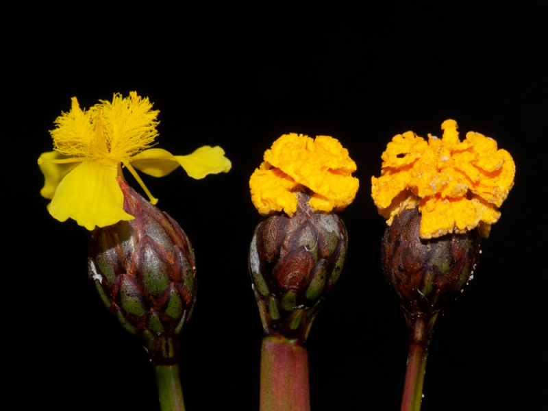 Gesunde Xyris-Blüte (links) und zwei durch Fusarium xyrophilum verursachte Pseudoblüten (rechts)