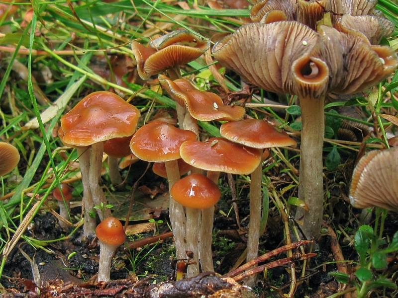 Auch die Fruchtkörper des Blauenden Kahlkopfs (Psilocybe cyanescens) enthalten Psilocybin.