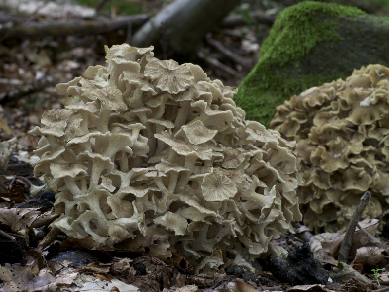 Eichhase - Polyporus umbellatus