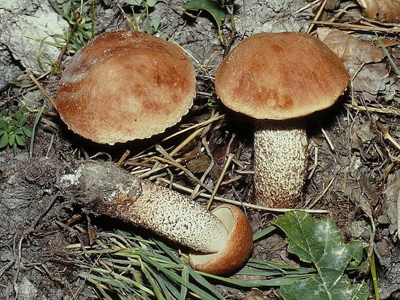 Die Eichenrotkappe (Leccinum aurantiacum) kommt unter Eichen und anderen Laubbäumen vor.