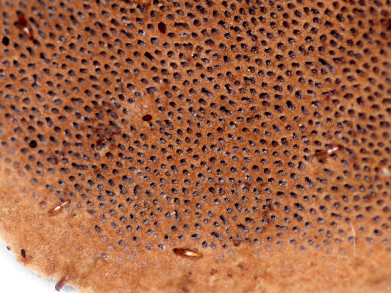 Poroide Hutunterseite eines Muschelförmigen Feuerschwamms mit einigen Exemplaren des Zwergkäfers Baranowskiella ehnstromi