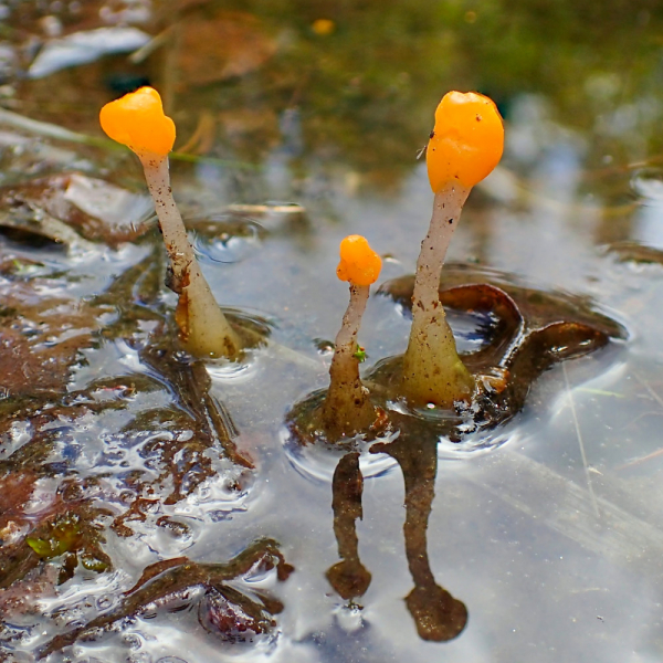 Die Fruchtkörper des Sumpf-Haubenpilzes spiegeln sich auf der Wasseroberfläche.