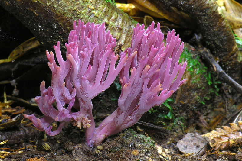 DgfM-Pilz-des-Jahres-2025-03.jpg Die Amethystfarbene Wiesenkoralle gehört zu den sogenannten CHEGD-Pilzen