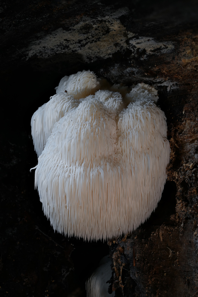 Igelstachelbart-Hericium erinaceus