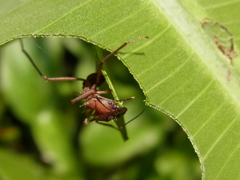 Diese Blattschneiderameise aus Costa Rica lebt in derselben geografischen Region wie die in der Studie untersuchte Art.