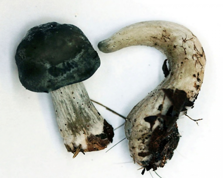 Grüner Anistrichterling (Clitocybe odora) mit Virusinfektion und Fruchtkörperanomalie