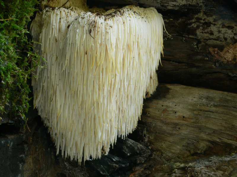 Igelstachelbart - Hericium erinaceus