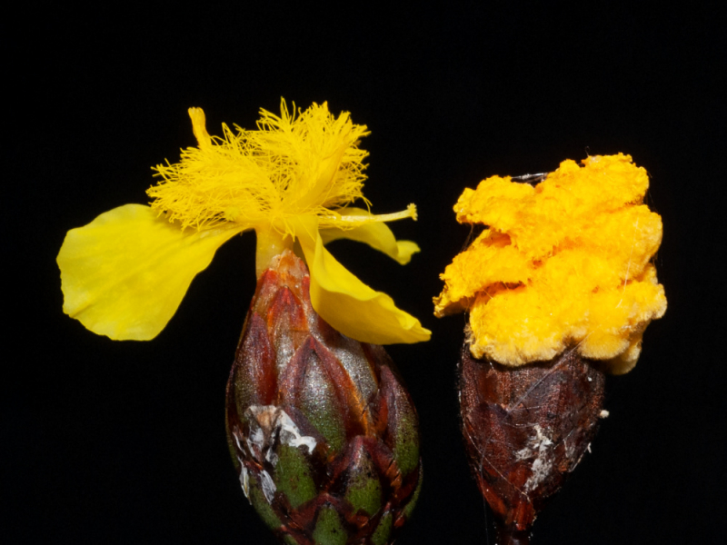 Xyris-Blüte (links) und Pseudoblüte (rechts)