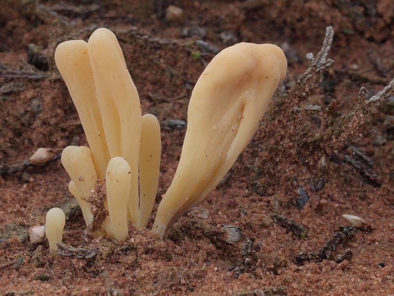 Die im Bestand gefährdete (RL G) Heide-Keule (Clavaria argillacea) ist ein Begleiter des Heidekrauts auf Sandböden.