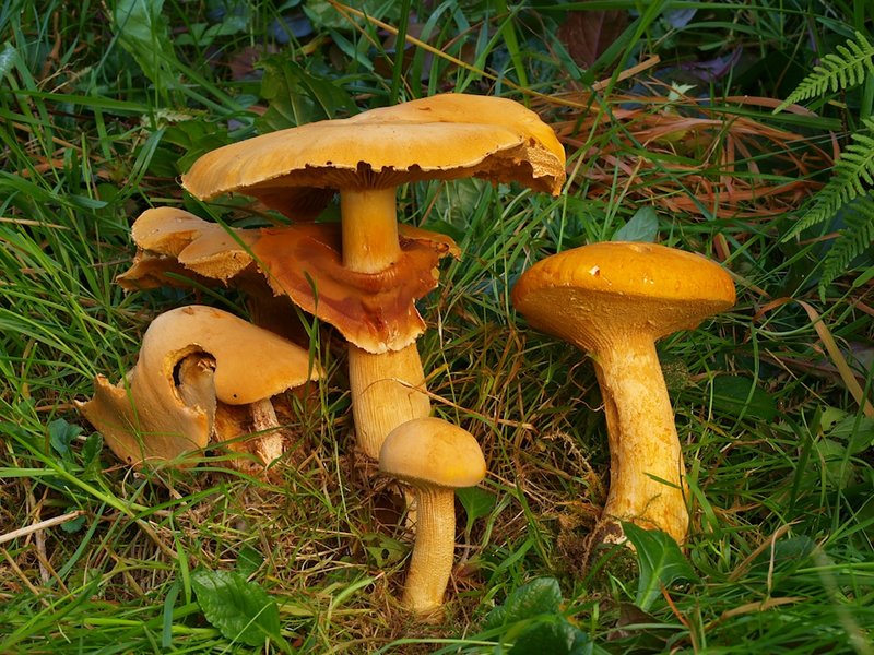 Goldfarbener Glimmerschüppling (Phaeolepiota aurea)