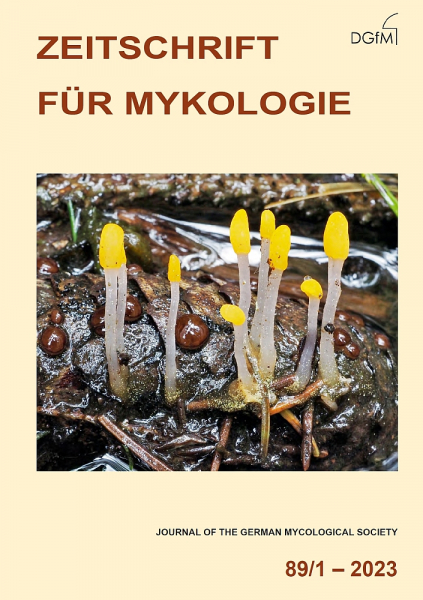 Titelbild von Heft 89/1 (2023) der Zeitschrift für Mykologie mit Mitrula paludosa