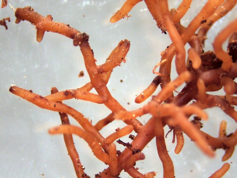 Ektomykorrhiza an Buchenwurzel