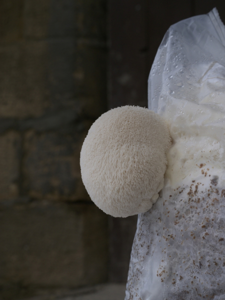 Igelstachelbärte lassen sich leicht kultivieren und werden häufig als Marktpilze angeboten.