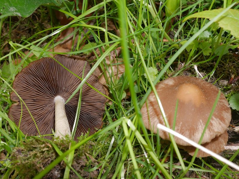 Psathyrella cascoides