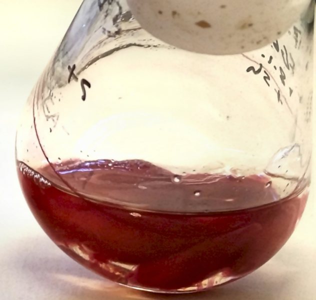 Fusarium graminearum in einem flüssigen Nährmedium: Das Myzel des Schimmelpilzes ist durch Aurofusarin rot gefärbt.