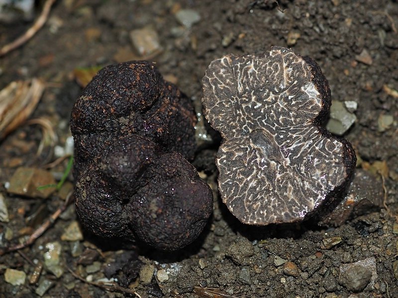 Périgord- oder Schwarze Trüffel (Tuber melanosporum)