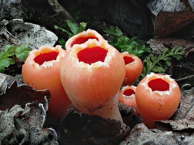 GJ-00010_Microstoma_protractum.jpg | Eine Gruppe Fruchtkörper des Eingerissenen Tulpenbechers in der Halbtotalen