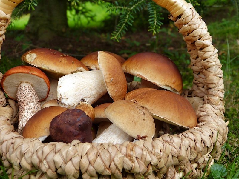 Leckere Röhrlinge im Sammelkorb