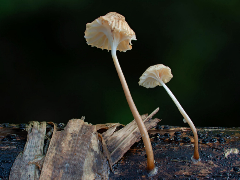 Exemplare von R. phyllostachydis wirken unscheinbar bei Tageslicht.