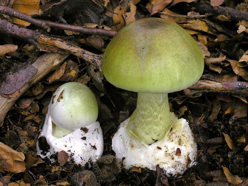Zwei junge Fruchtkörper des Grünen Knollenblätterpilzes
