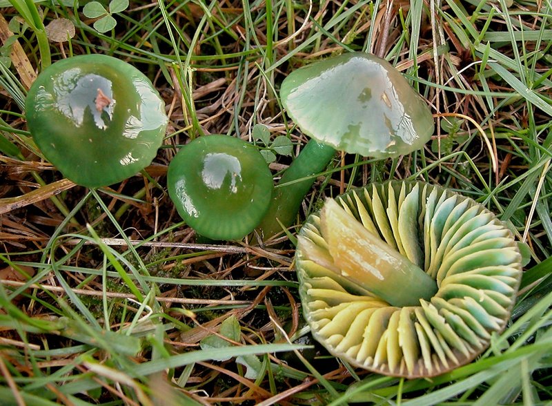 Der Papageigrüne Saftling hat eine schleimige Hut- und Stieloberfläche.