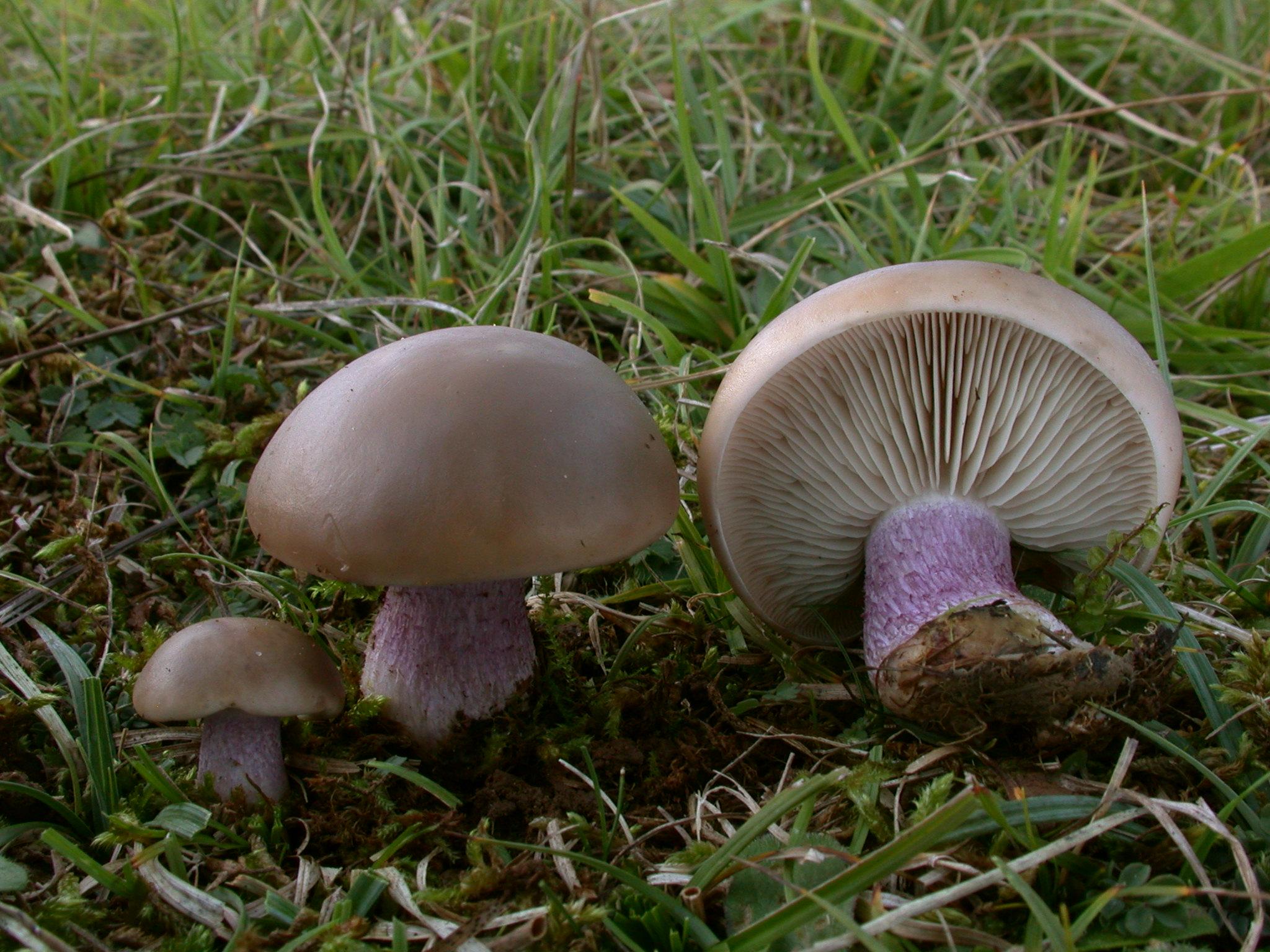 Pilz des Jahres 2016 LilastielRötelritterling / DGfM