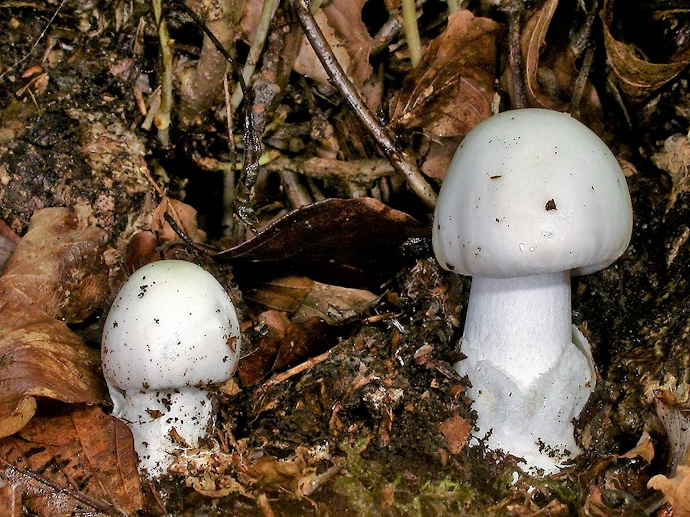 Download Grüner Knollenblätterpilz Giftig Parasol Verwechslung Images